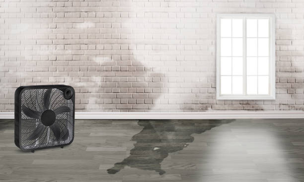 Best Local water damage restoration  in White Castle, LA